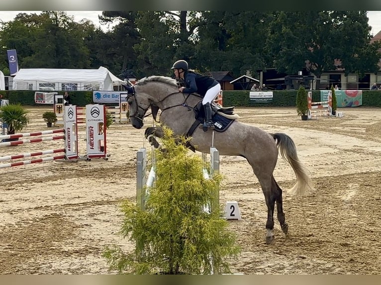 Oldenburg Castrone 5 Anni 178 cm Falbo baio in Bad Lausick