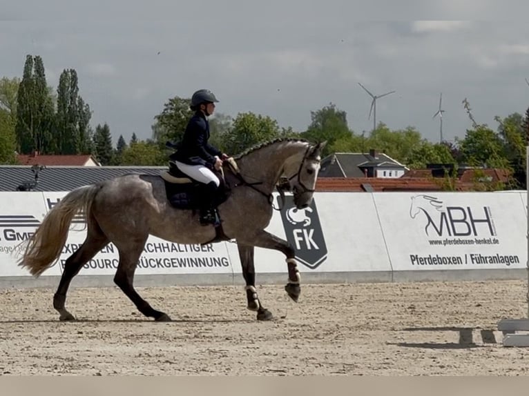 Oldenburg Castrone 5 Anni 178 cm Falbo baio in Bad Lausick