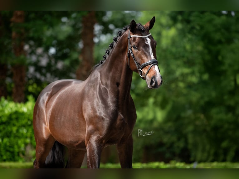 Oldenburg Castrone 5 Anni 179 cm Baio nero in Susteren