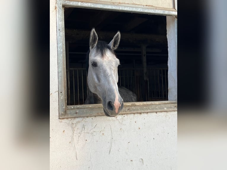 Oldenburg Castrone 5 Anni 185 cm Grigio pezzato in Emmendingen