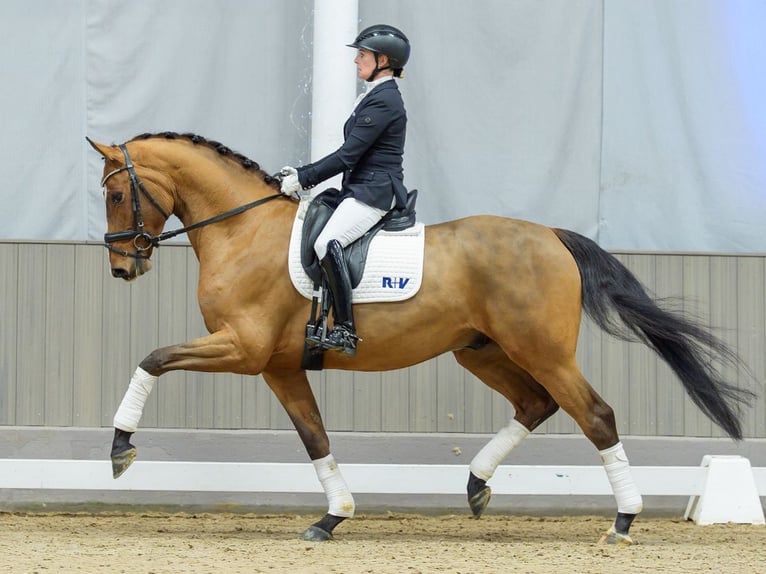 Oldenburg Castrone 5 Anni Baio in Münster-Handorf