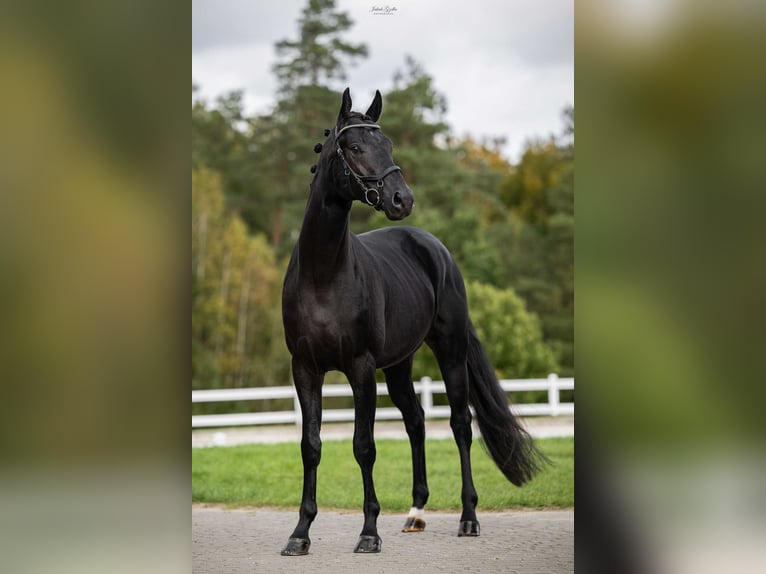 Oldenburg Castrone 5 Anni Baio nero in Barłomino