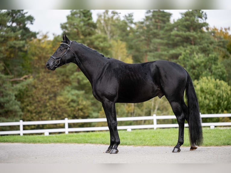 Oldenburg Castrone 5 Anni Baio nero in Barłomino