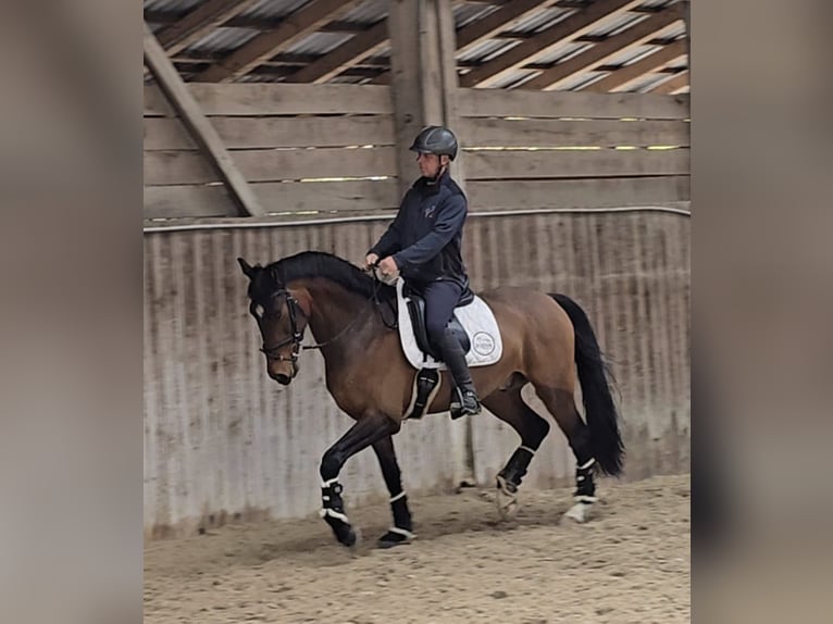 Oldenburg Castrone 5 Anni Baio scuro in Wiener Neustadt