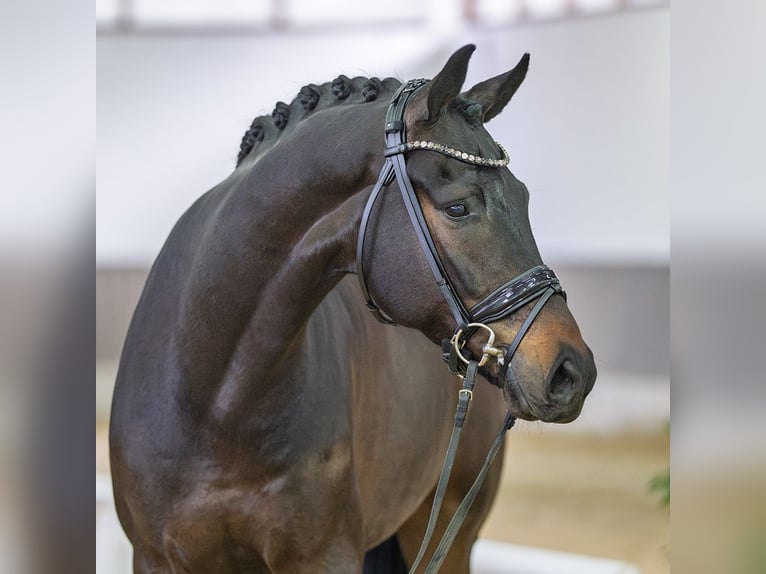 Oldenburg Castrone 5 Anni Baio scuro in Münster-Handorf