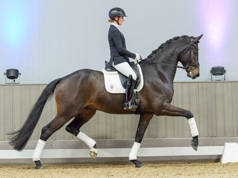 Oldenburg Castrone 5 Anni in Münster-Handorf