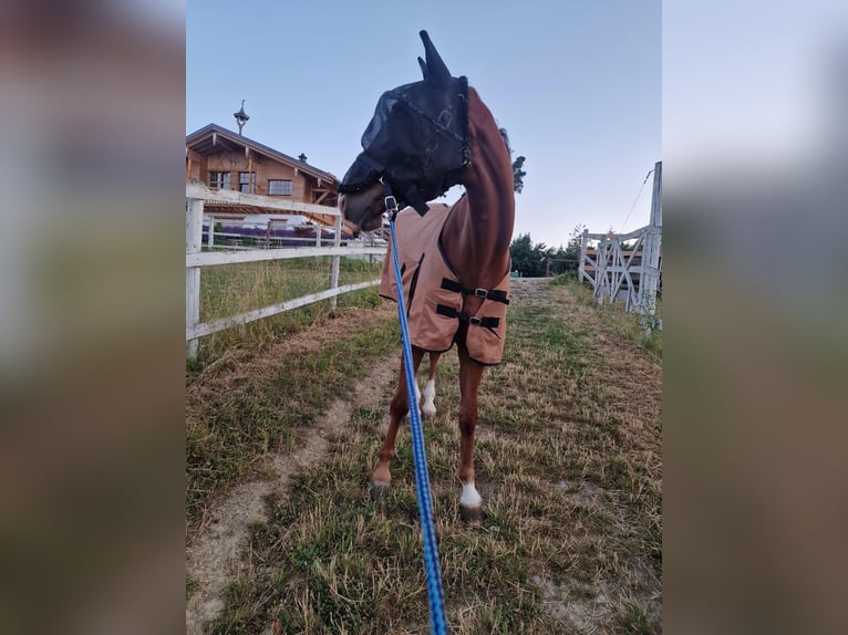 Oldenburg Castrone 5 Anni Sauro in Haiterbach