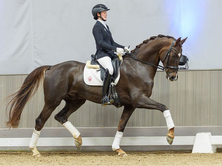 Oldenburg Castrone 5 Anni Sauro scuro in Münster-Handorf