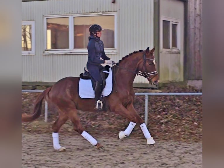 Oldenburg Castrone 6 Anni 160 cm Sauro in Sch&#xF6;mberg