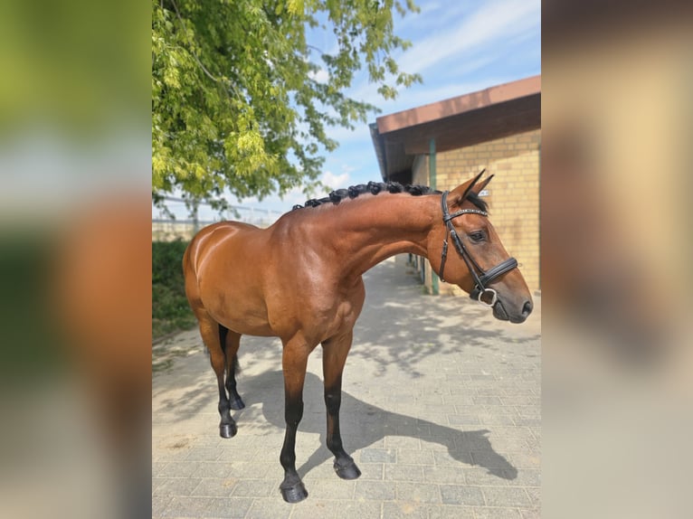 Oldenburg Castrone 6 Anni 161 cm Baio in Hofheim am Taunus