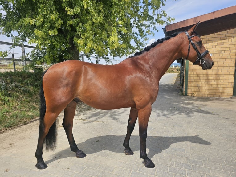 Oldenburg Castrone 6 Anni 161 cm Baio in Hofheim am Taunus