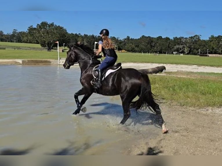 Oldenburg Castrone 6 Anni 163 cm Morello in Hawaii National Park