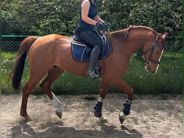 Oldenburg Castrone 6 Anni 163 cm Sauro in Hünfeld
