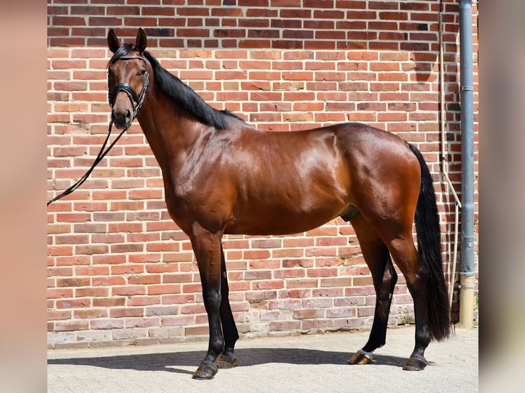 Oldenburg Castrone 6 Anni 165 cm Baio in Rhede