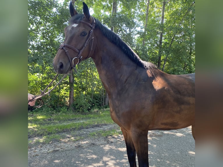 Oldenburg Castrone 6 Anni 165 cm Baio in Wagenfeld