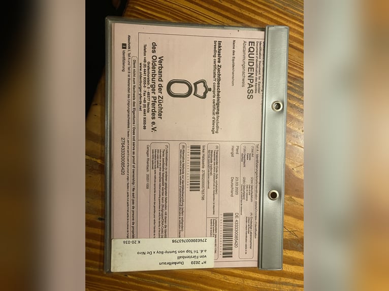 Oldenburg Castrone 6 Anni 165 cm Baio scuro in Trautskirchen