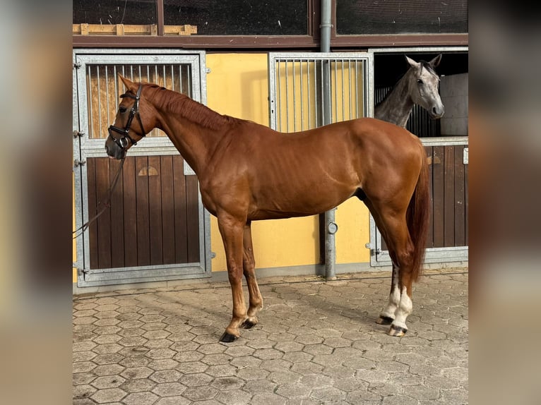 Oldenburg Castrone 6 Anni 165 cm Sauro in Salzhausen
