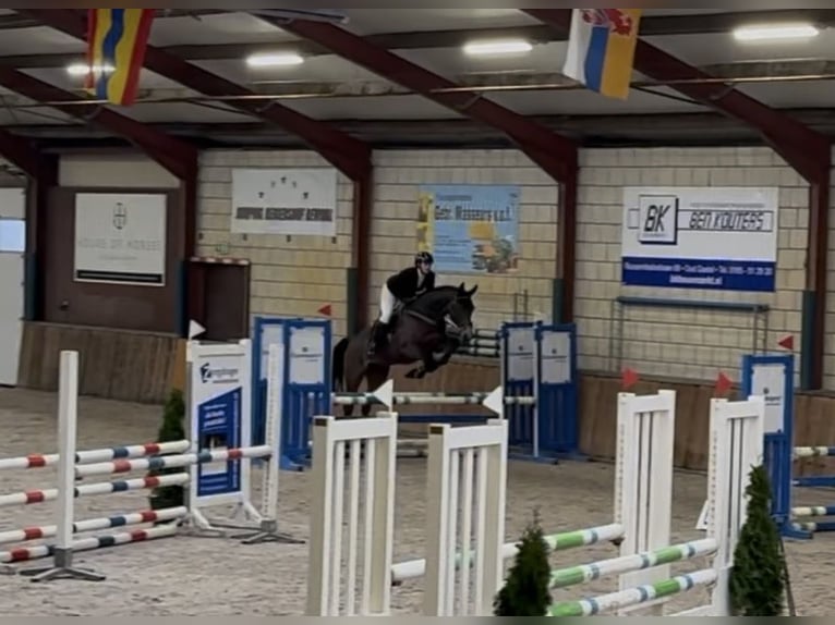 Oldenburg Castrone 6 Anni 168 cm Baio scuro in Oud Gastel