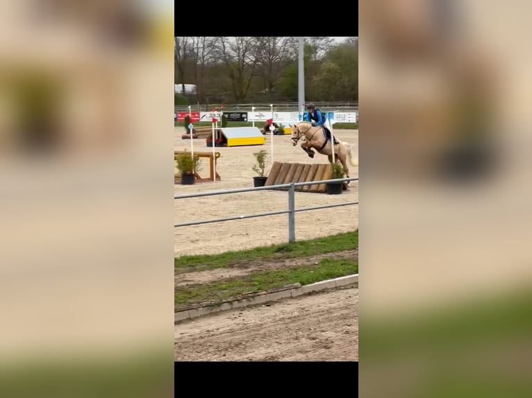 Oldenburg Castrone 6 Anni 168 cm Palomino in Siegen