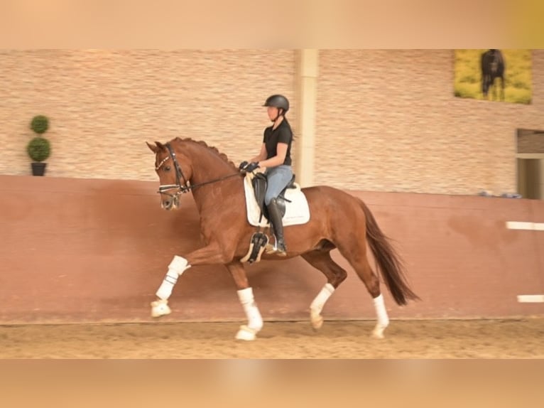 Oldenburg Castrone 6 Anni 168 cm Sauro in Wehringen