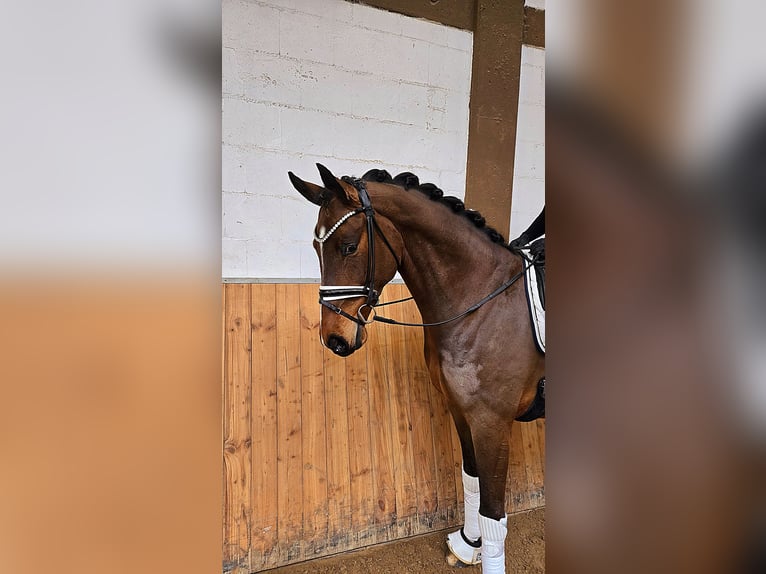 Oldenburg Castrone 6 Anni 170 cm Baio in R&#xF6;ttingen