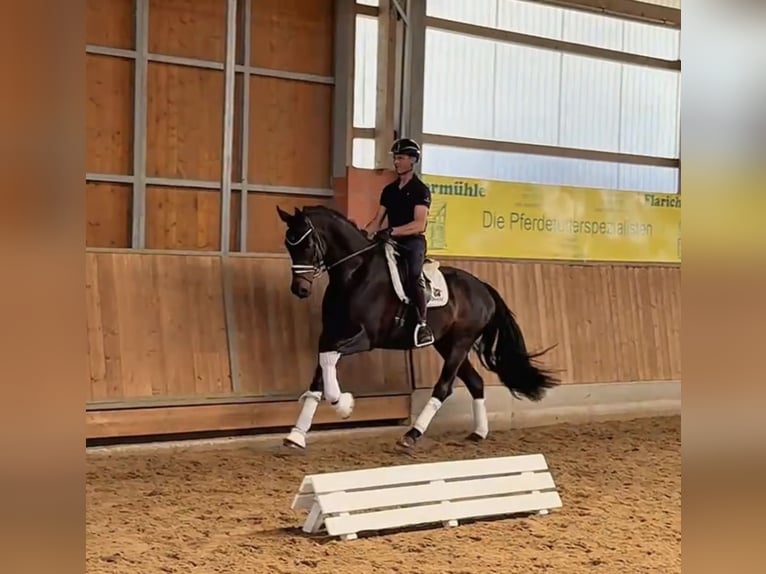 Oldenburg Castrone 6 Anni 170 cm Baio nero in Gleichen