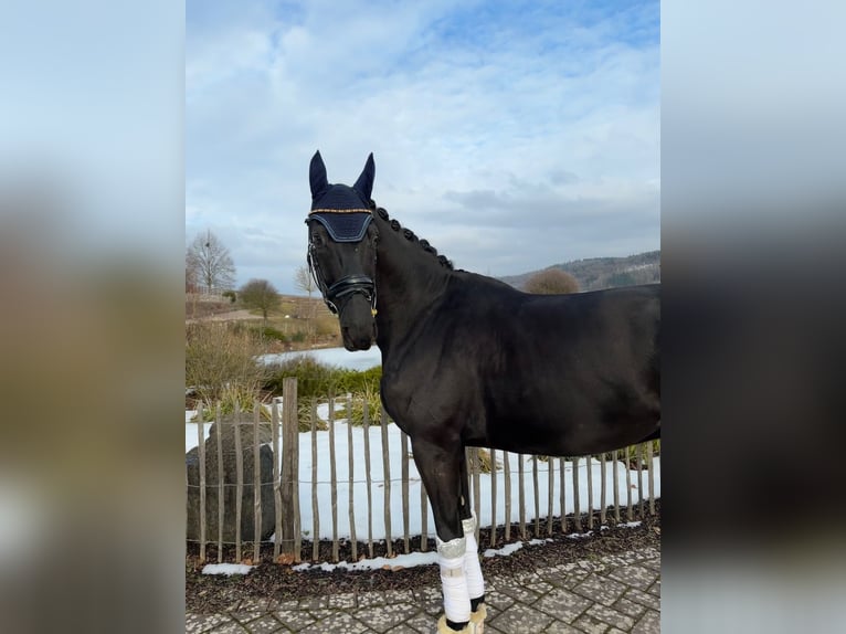 Oldenburg Castrone 6 Anni 170 cm  in Haiger