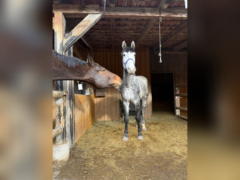 Oldenburg Castrone 6 Anni 170 cm Grigio pezzato in Peiting
