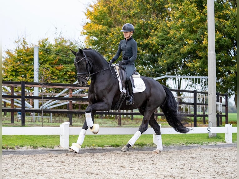 Oldenburg Castrone 6 Anni 170 cm Morello in Rees