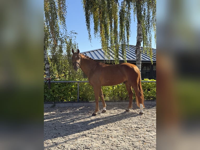 Oldenburg Castrone 6 Anni 170 cm Sauro scuro in Bonefeld