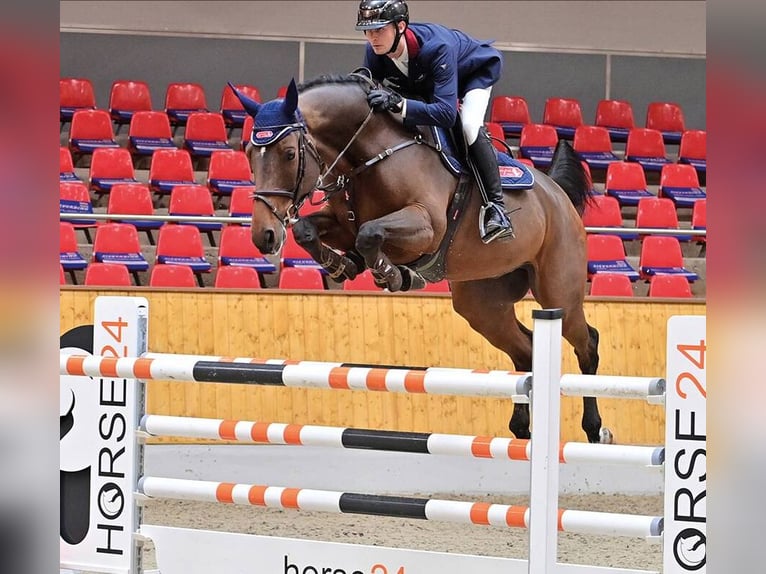 Oldenburg Castrone 6 Anni 171 cm Baio in Vechta