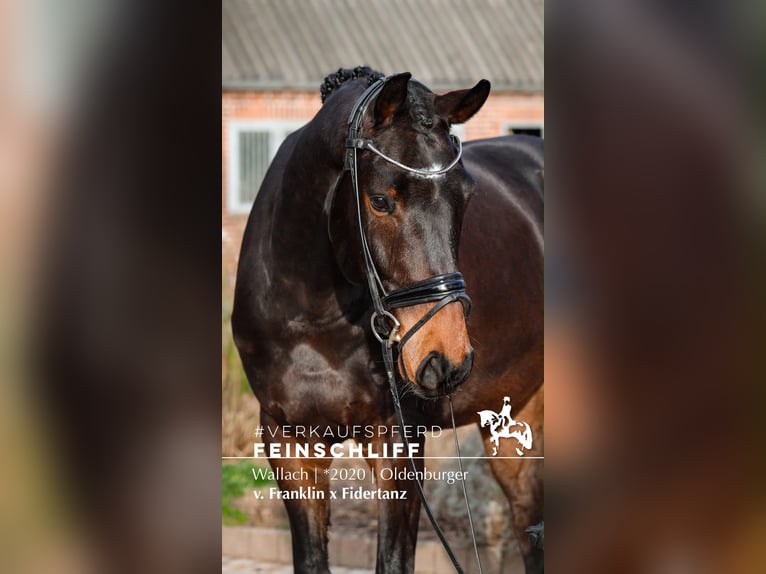 Oldenburg Castrone 6 Anni 171 cm Baio scuro in Rügge