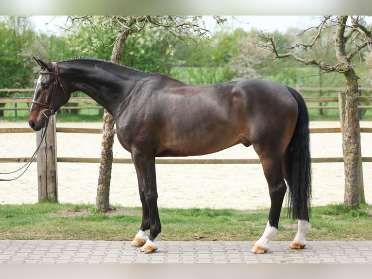 Oldenburg Castrone 6 Anni 171 cm Baio scuro in Lastrup