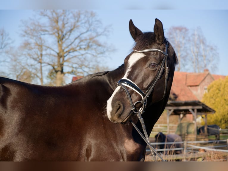 Oldenburg Castrone 6 Anni 171 cm Morello in Wedemark