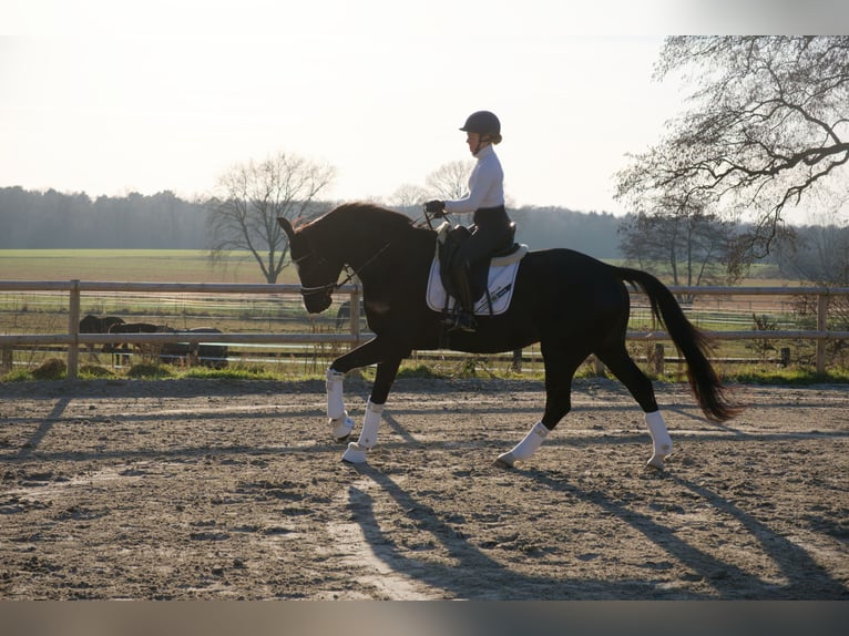 Oldenburg Castrone 6 Anni 171 cm Morello in Wedemark