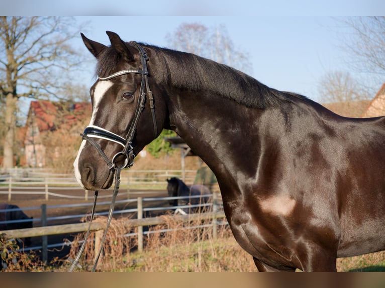 Oldenburg Castrone 6 Anni 171 cm Morello in Wedemark