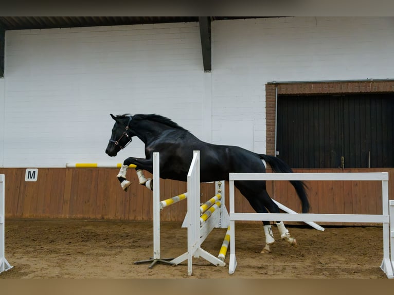 Oldenburg Castrone 6 Anni 171 cm Morello in Wedemark