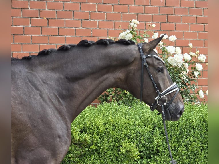 Oldenburg Castrone 6 Anni 172 cm Baio scuro in Dornum