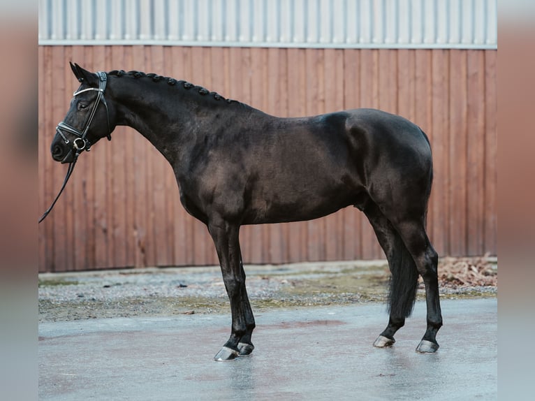 Oldenburg Castrone 6 Anni 172 cm Morello in Warendorf