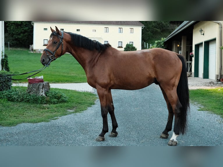 Oldenburg Castrone 6 Anni 173 cm Baio in Althofen