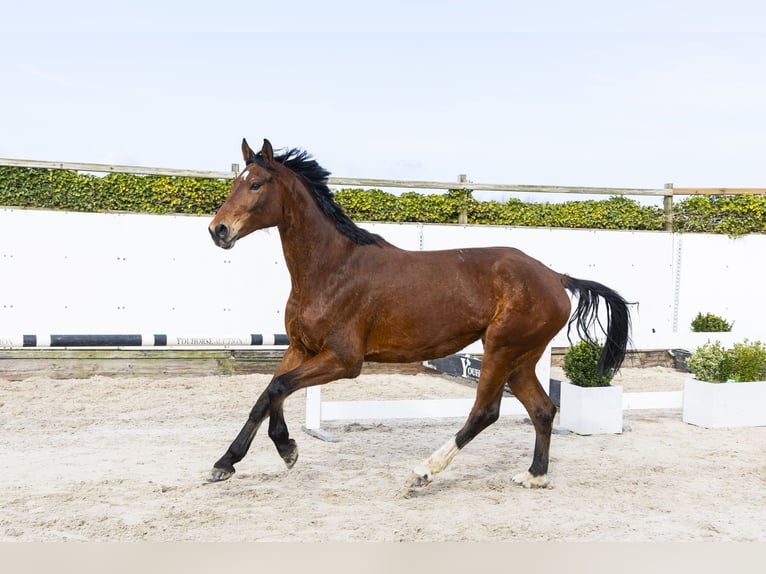 Oldenburg Castrone 6 Anni 173 cm Baio in Waddinxveen
