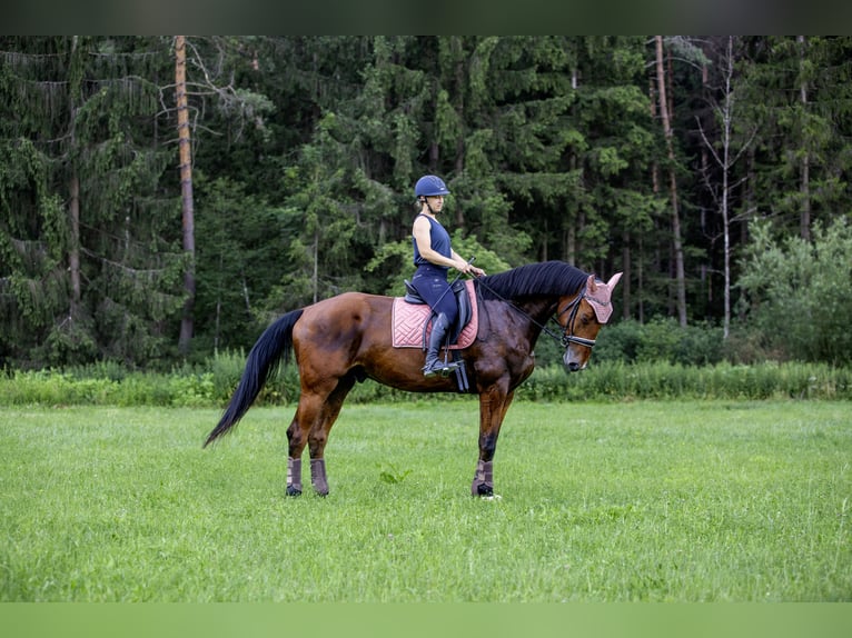 Oldenburg Castrone 6 Anni 174 cm Baio in Poggersdorf