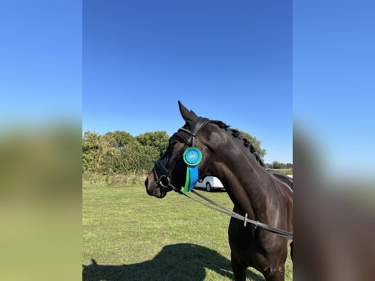 Oldenburg Castrone 6 Anni 174 cm Baio nero in Dallgow-Döberitz