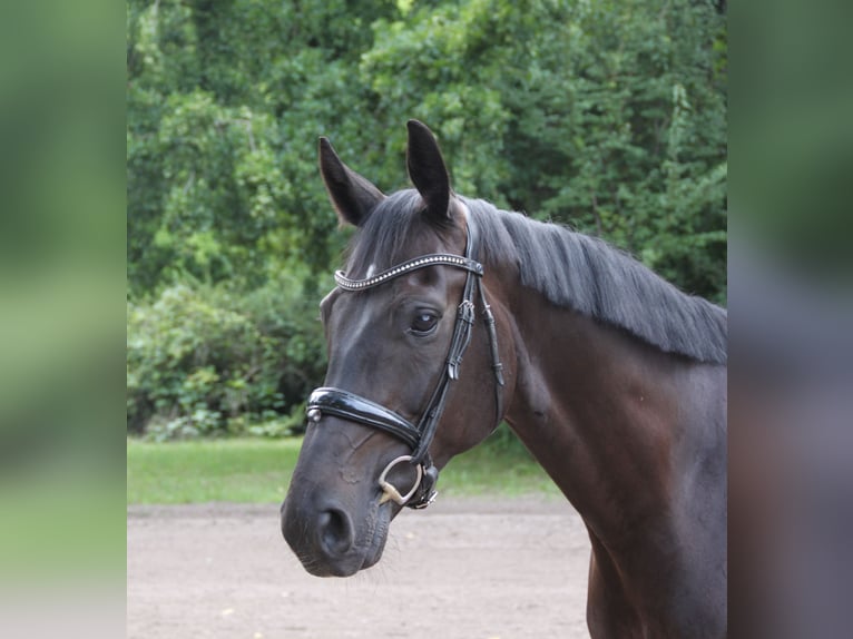 Oldenburg Castrone 6 Anni 174 cm Baio nero in Hannover