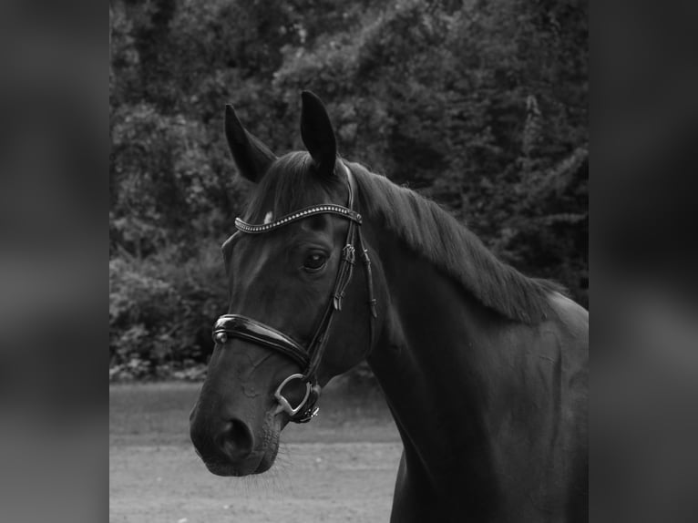 Oldenburg Castrone 6 Anni 174 cm Baio nero in Hannover