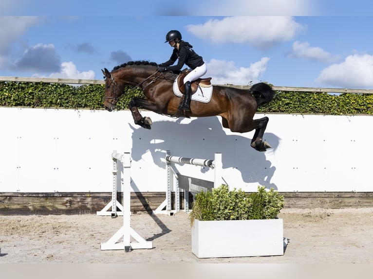 Oldenburg Castrone 6 Anni 174 cm  in Waddinxveen