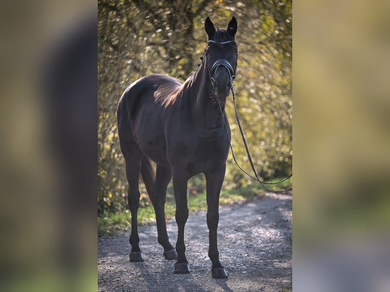 Oldenburg Castrone 6 Anni 174 cm Morello in Gossau ZH