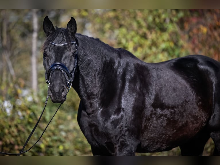 Oldenburg Castrone 6 Anni 174 cm Morello in Gossau ZH