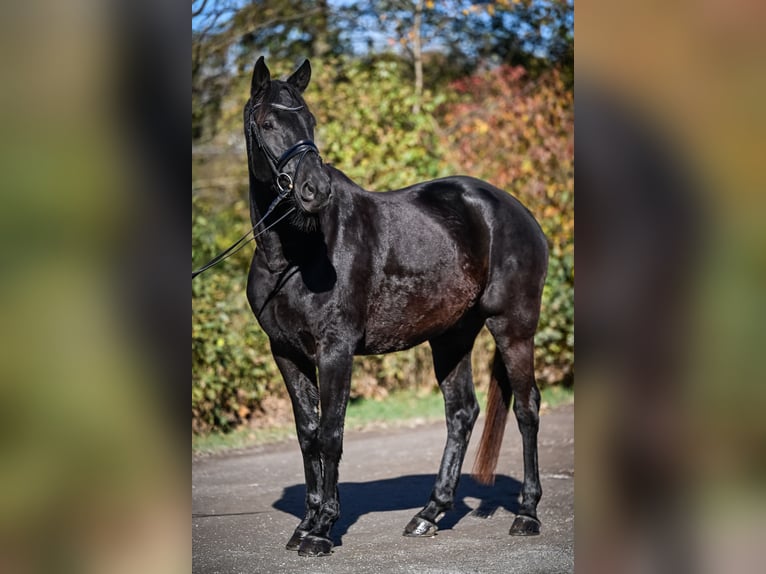 Oldenburg Castrone 6 Anni 174 cm Morello in Gossau ZH