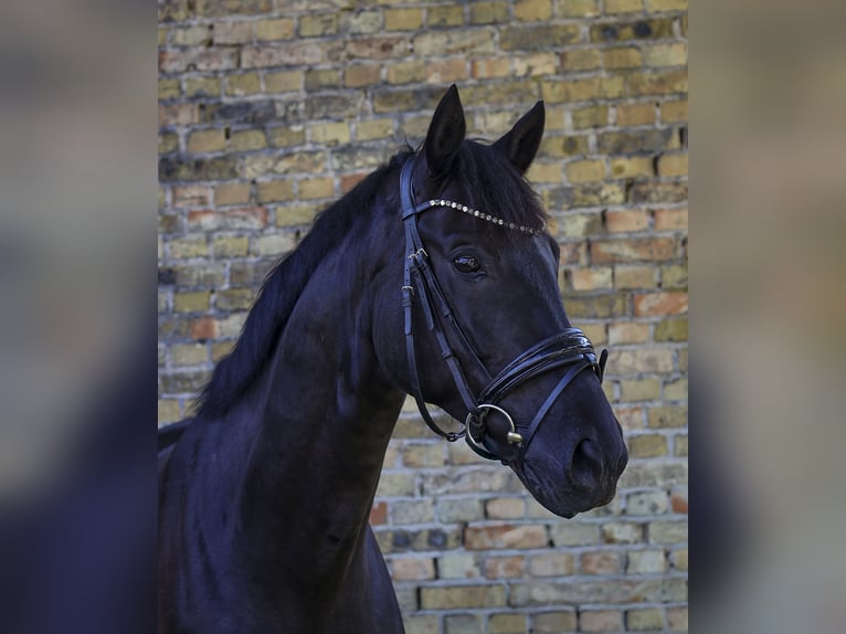 Oldenburg Castrone 6 Anni 174 cm Morello in Emsdetten